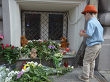 Люди несут цветы к посольствам Нидерландов и Малайзии в Москве
